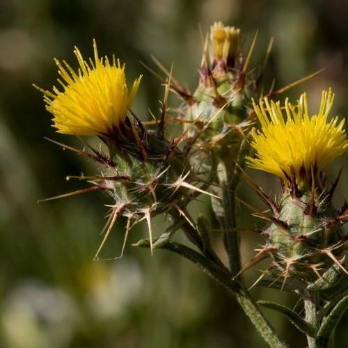yellow flowers and olive buds with brown spines, olive foliage and stems