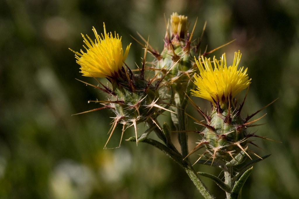 yellow flowers and olive buds with brown spines, olive foliage and stems