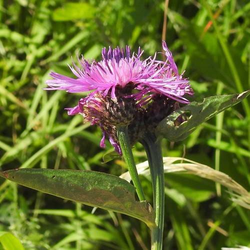 purple-pink flower with green leaves and stems