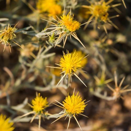 dark-yellow flowers with beige needles, green leaves and beige stems
