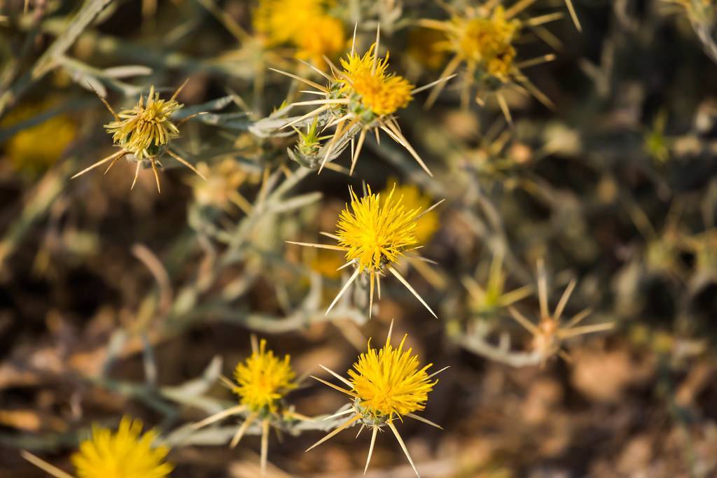 dark-yellow flowers with beige needles, green leaves and beige stems