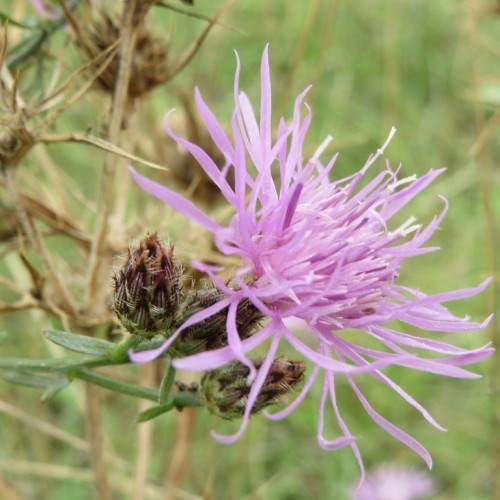 light-purple flower with brown buds and green stems