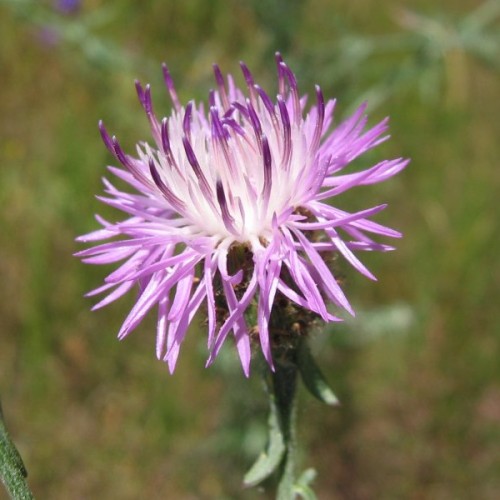 Magenta flower with white-purple center, brown ovary, green stem and leaves.