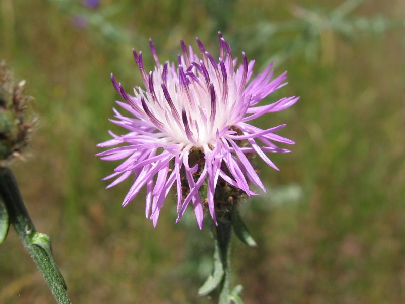 purple-white flowers with light-green leaves and stems