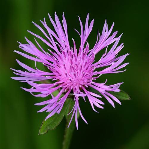 purple-pink flower with green leaves and stem