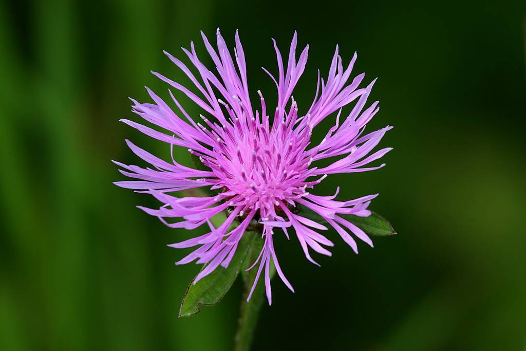 purple-pink flower with green leaves and stem