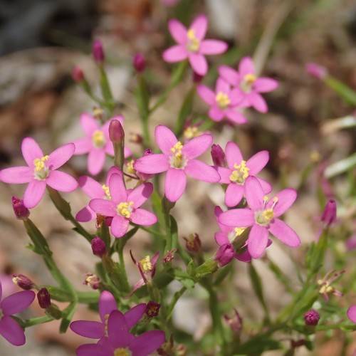 pink flowers with yellow center, dark-pink buds, green leaves and stems