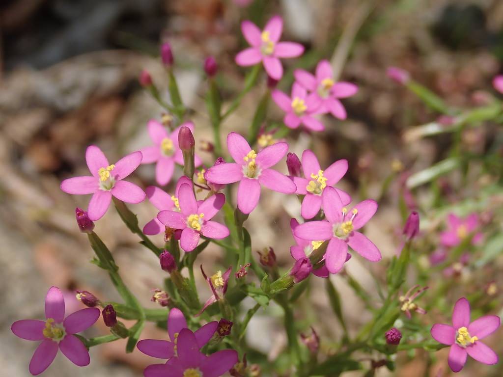 pink flowers with yellow center, dark-pink buds, green leaves and stems