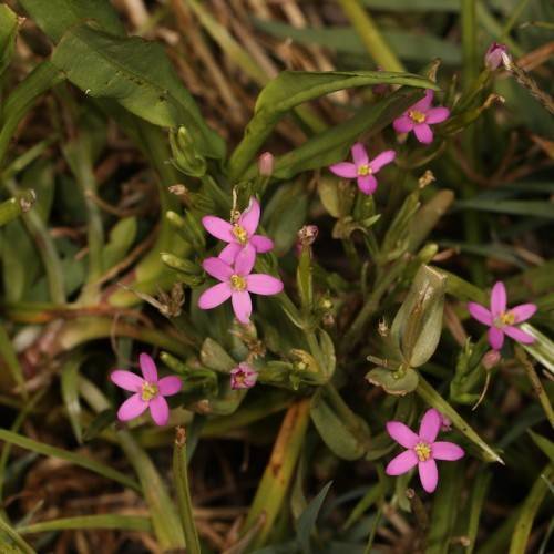 pink flowers with yellow center, green buds, green leaves and stems
