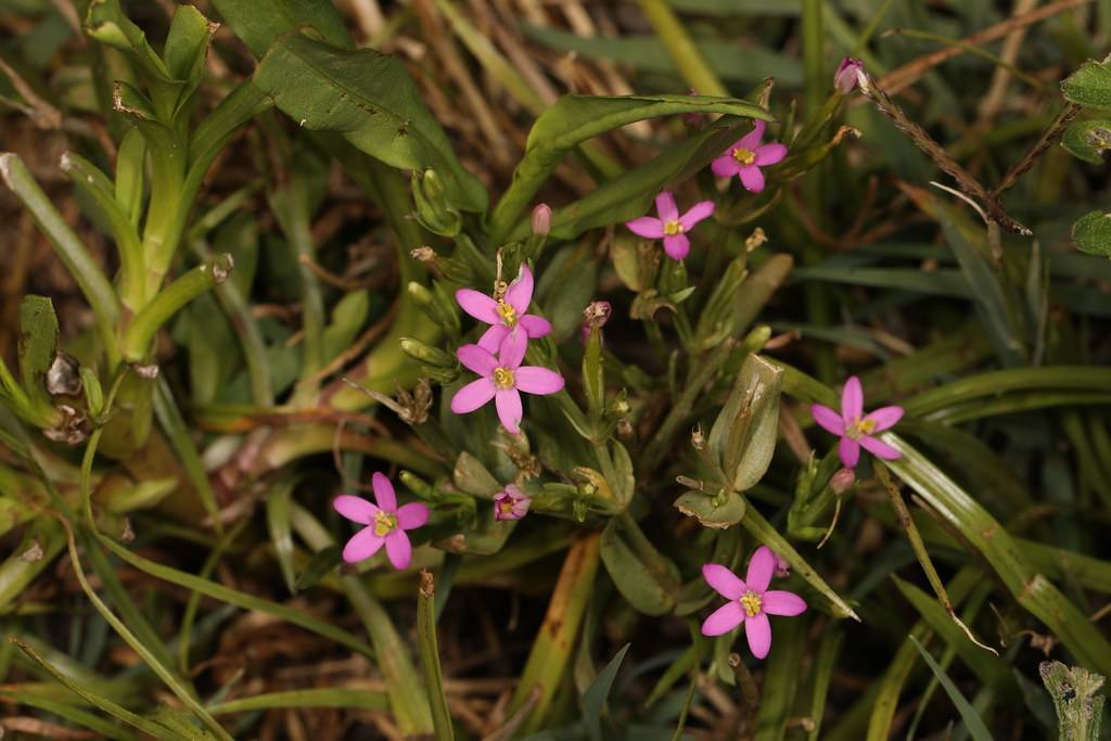 pink flowers with yellow center, green buds, green leaves and stems