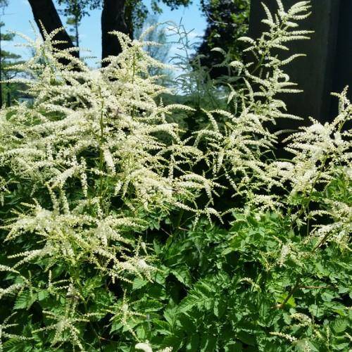 Green leaves with white flowers and stamens.