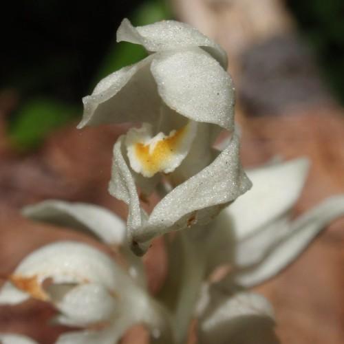 silver-white flowers with yellow-white center