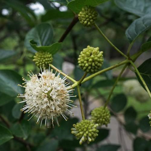white-beige flowers with white-yellow stamens, lime fruits, dark-green leaves and lime stems