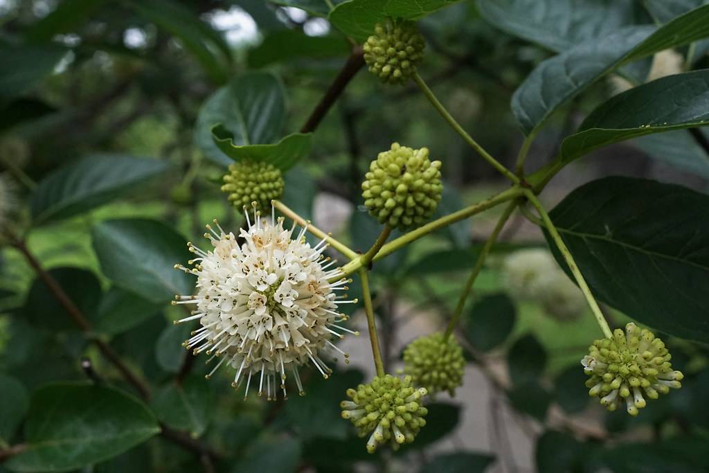 white-beige flowers with white-yellow stamens, lime fruits, dark-green leaves and lime stems