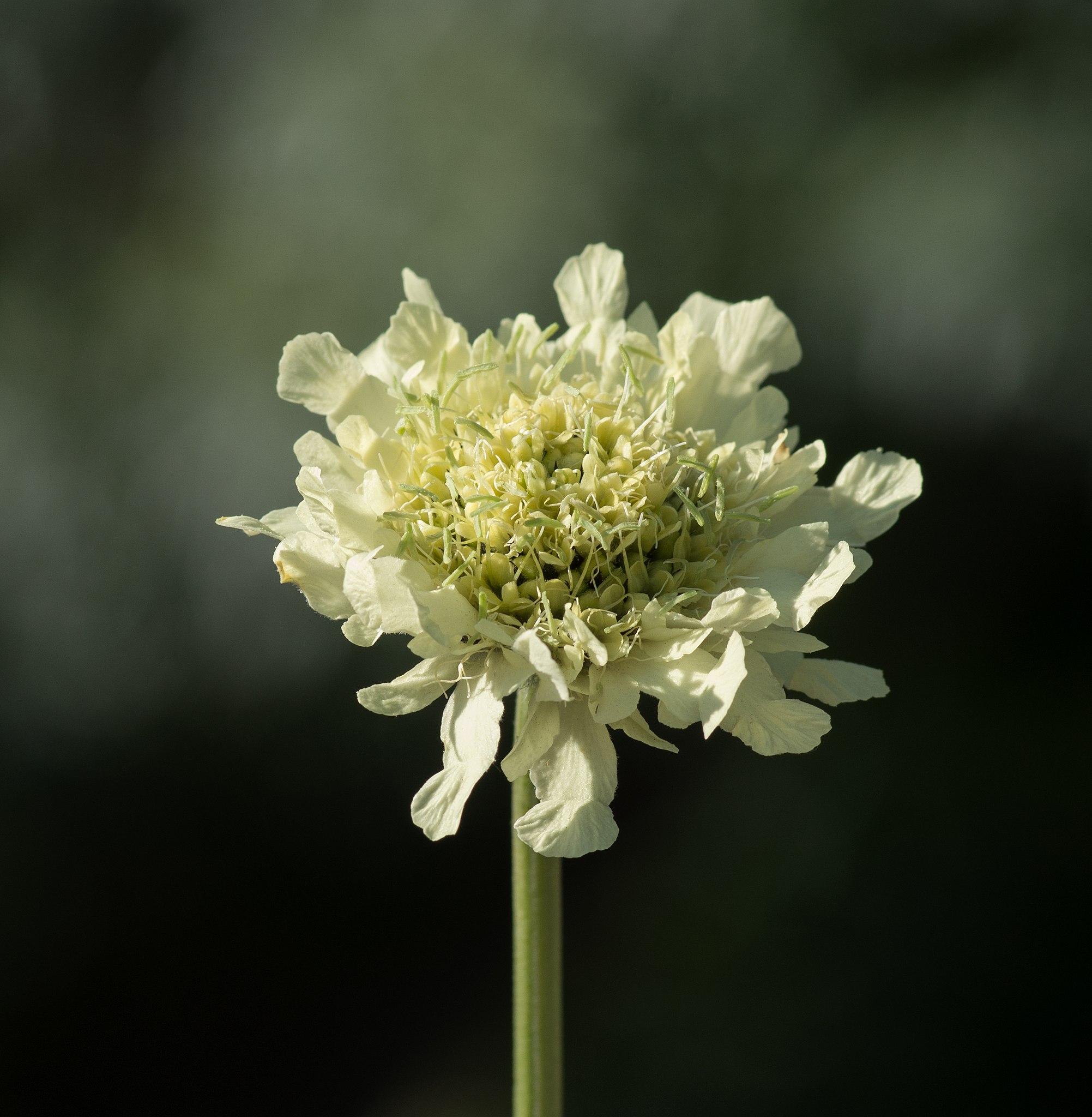 off-white flower with yellow-white center and light-green stem