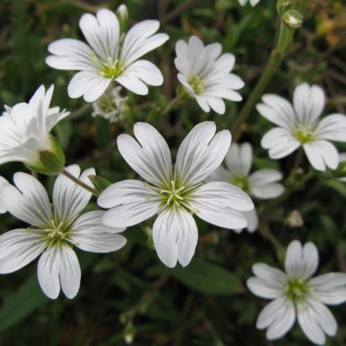 white flowers with white filaments, yellow anthers, green leaves and stems