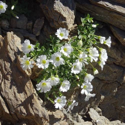 white flowers with yellow center, green leaves and lime stems