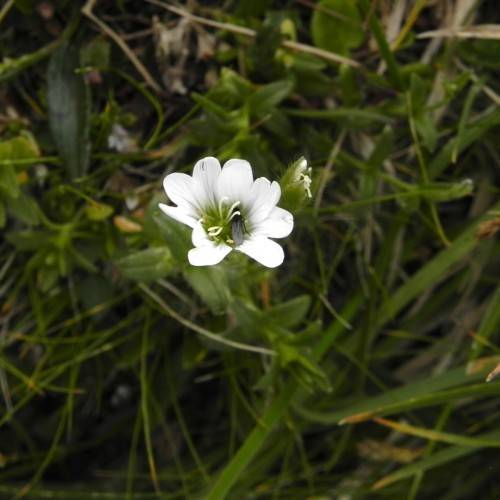 a white flower with white filaments, yellow anthers, green leaves and stems