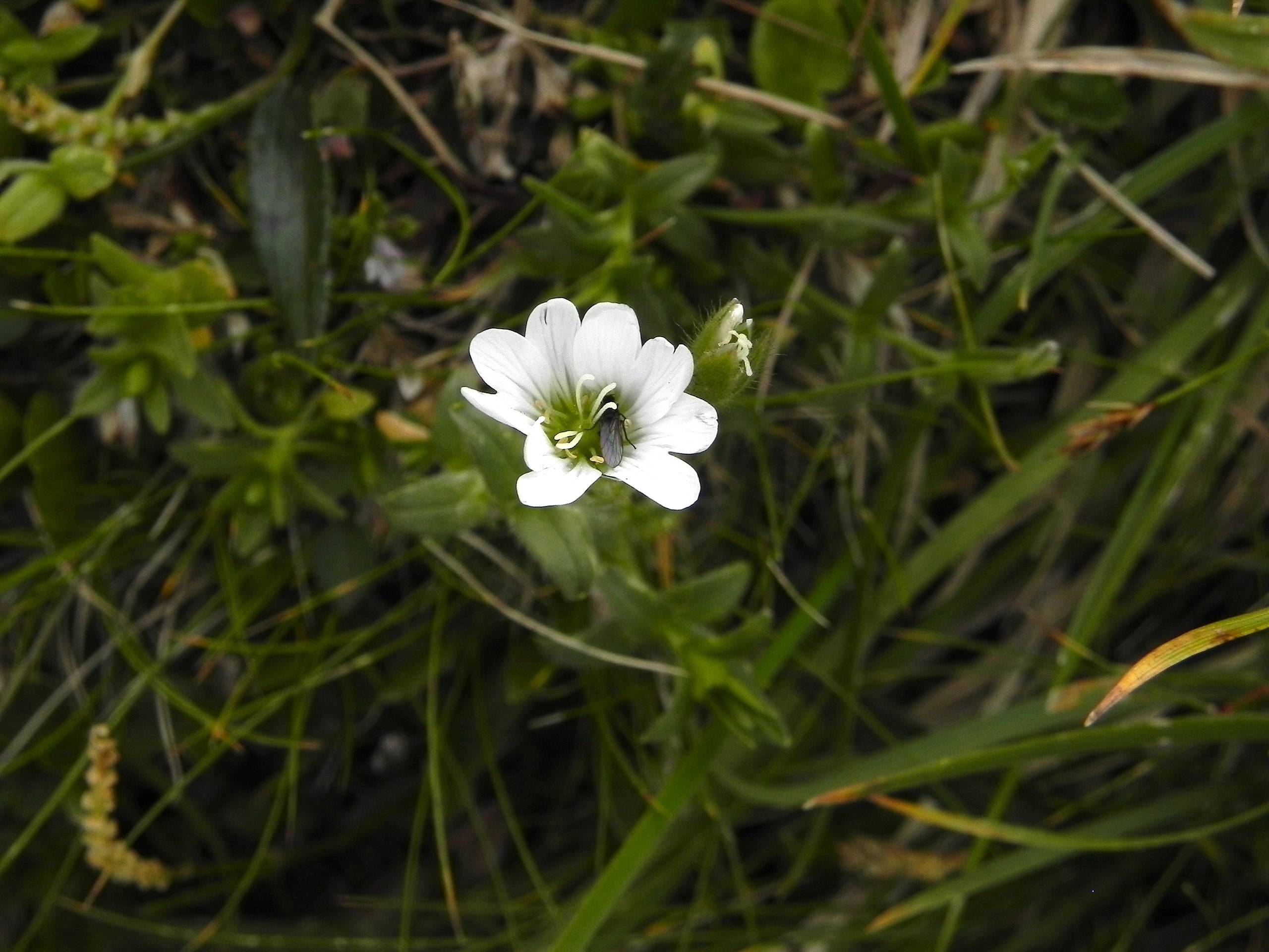 a white flower with white filaments, yellow anthers, green leaves and stems