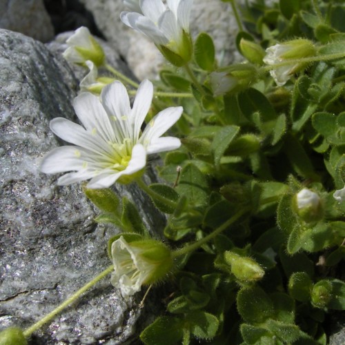 White flower with yellow center, white filament and yellow anthers, green sepal, stem and leaves