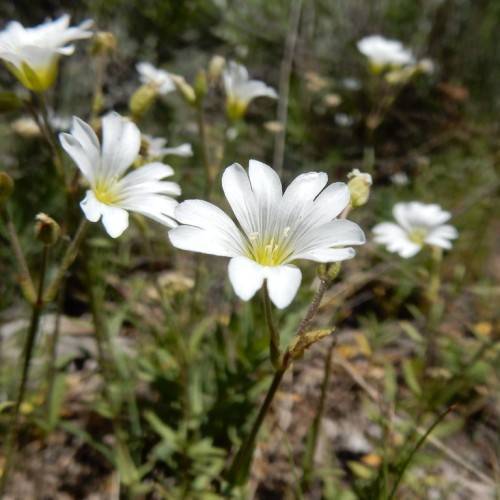 white flowers with yellow center, green leaves and stems