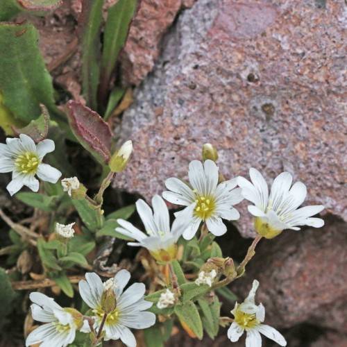 white flowers with yellow center, green leaves, white buds and green stems