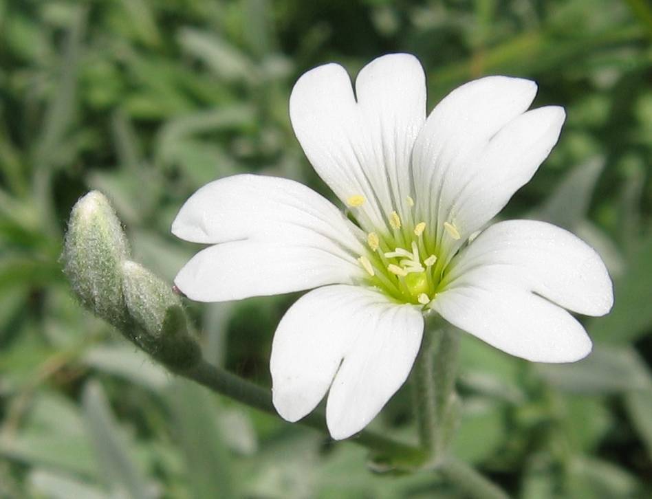 a white flower with lime filaments, yellow anthers, light-green buds, leaves and green stems