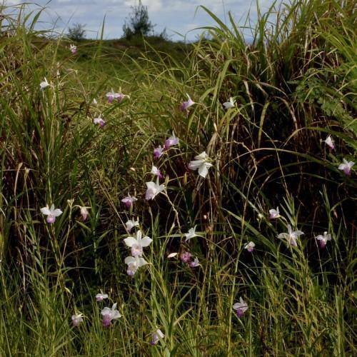 Green-brown stems with purple-white flowers and green leaves.
