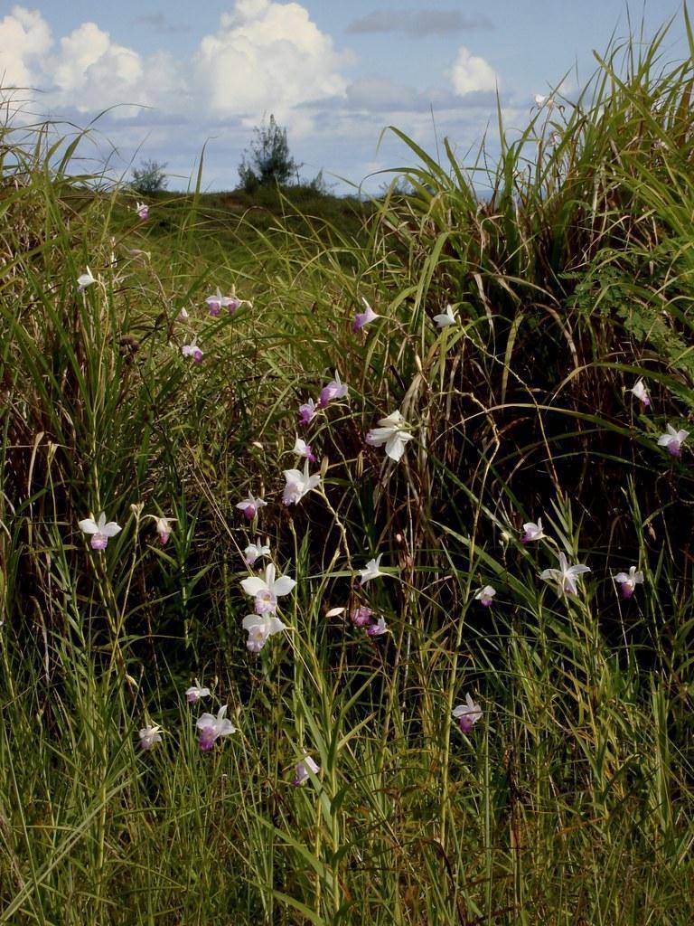 Green-brown stems with purple-white flowers and green leaves.