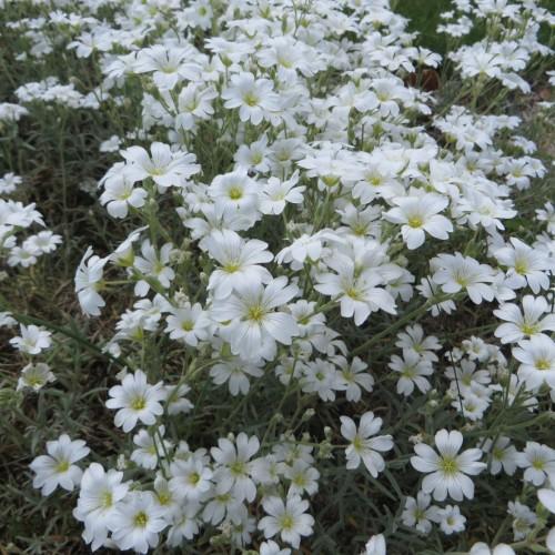 white flowers with yellow center, white filaments, yellow anthers, light-green leaves and stems