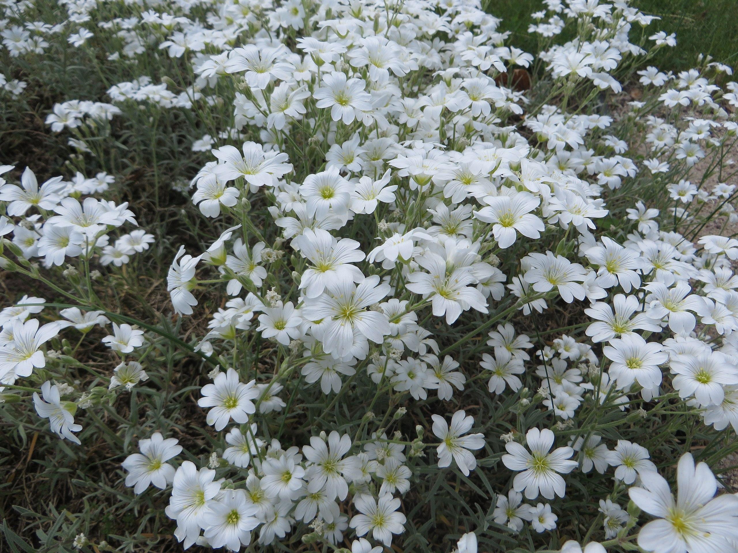 white flowers with yellow center, white filaments, yellow anthers, light-green leaves and stems