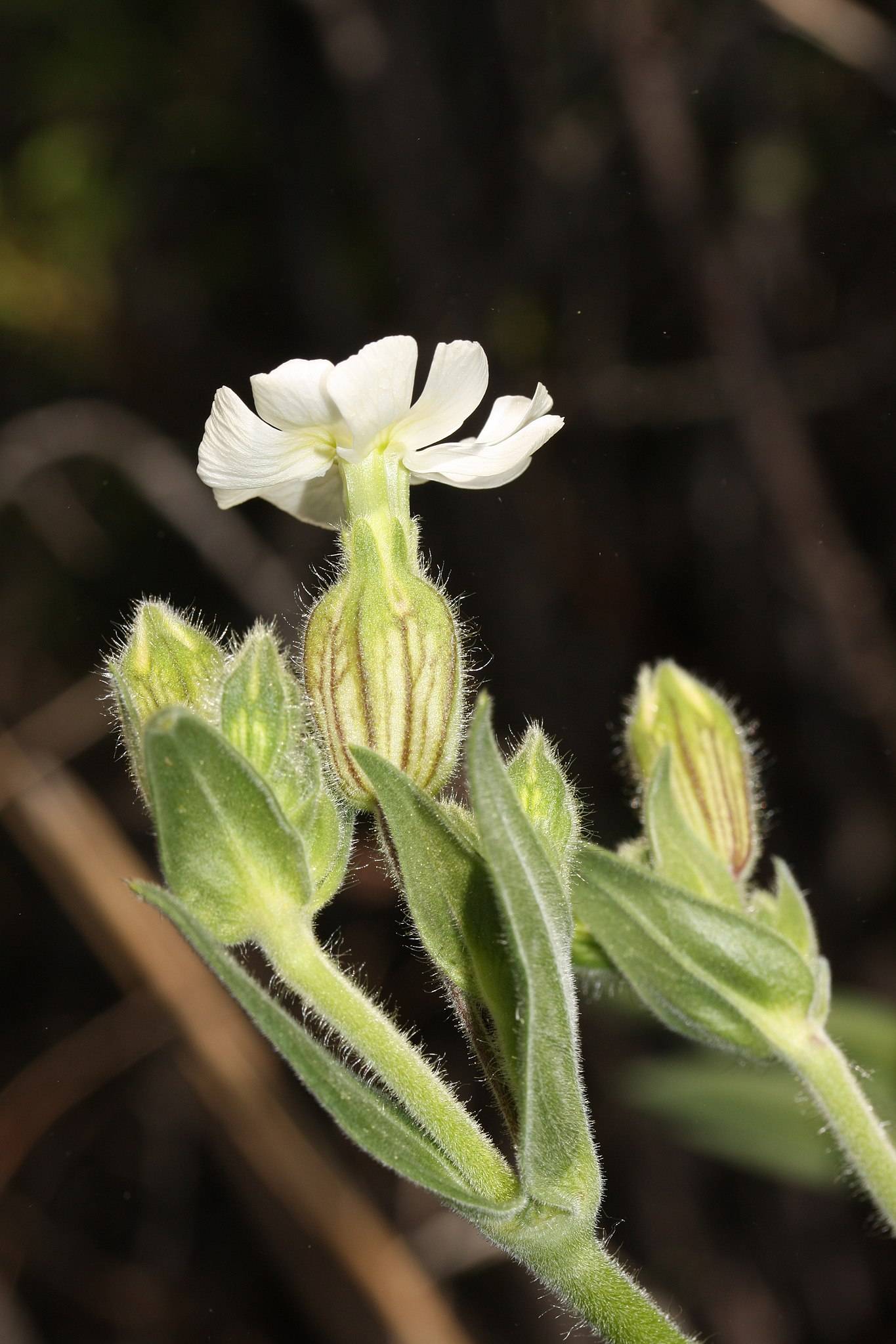 a white-cream flower with lime-yellow sepals,  buds, green-yellow leaves and stems