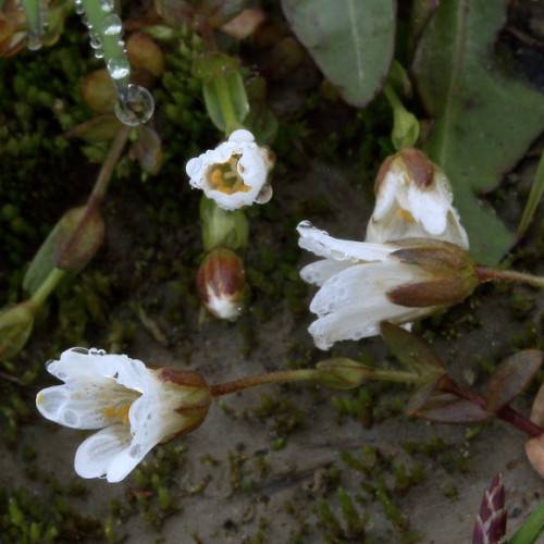white flowers with brown-green sepals, stems and green leaves