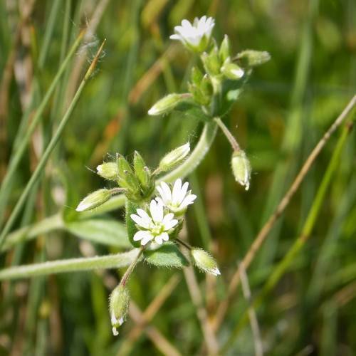 white flowers with green leaves, white-green buds and stems