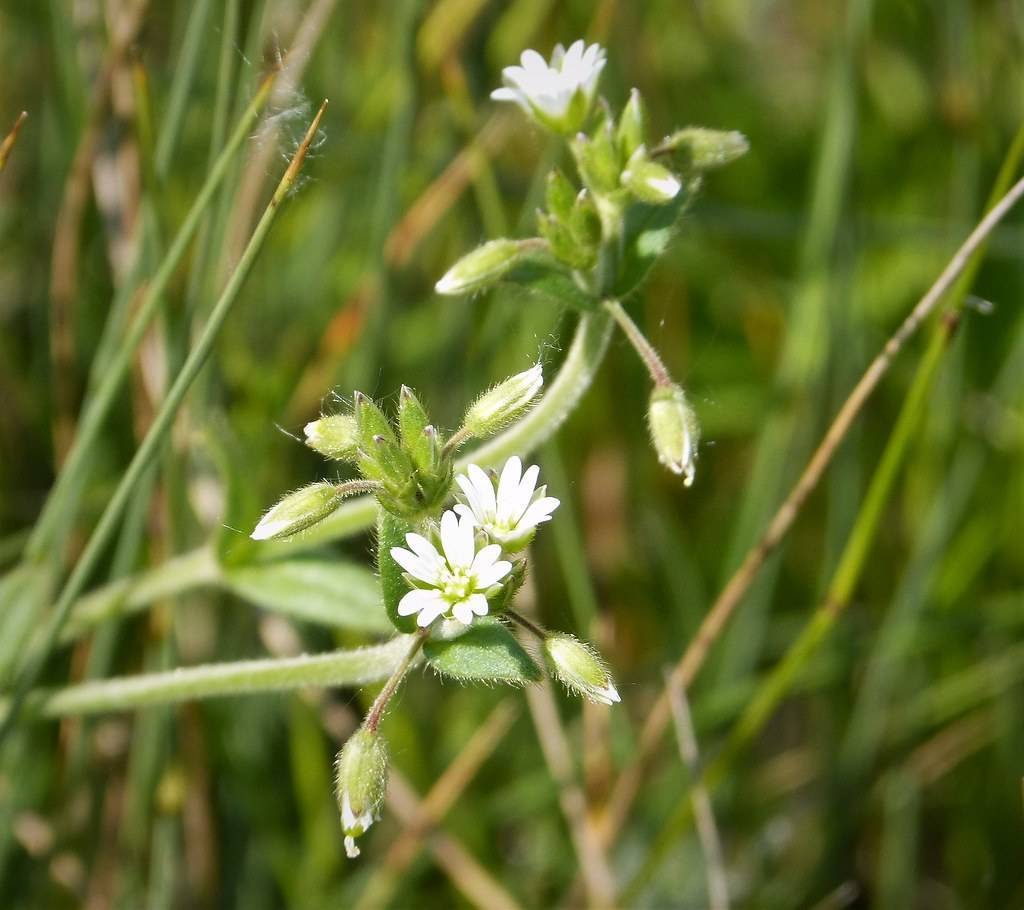 white flowers with green leaves, white-green buds and stems