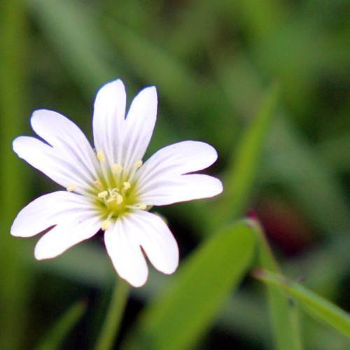 white flowers with lime-yellow center, white-yellow stamens, green leaves, and stems