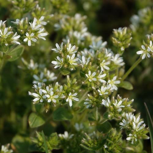 white flowers with yellow center, green leaves, and stems