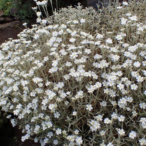 white flowers with yellow center, gray-green buds, leaves and gray-green stems