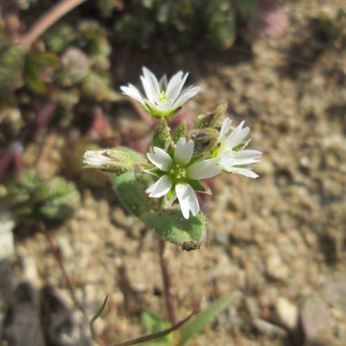 white flowers with yellow anthers, lime center, green leaves and brown stems