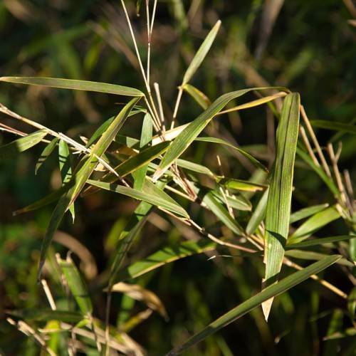 yellow-olive leaves with beige stems