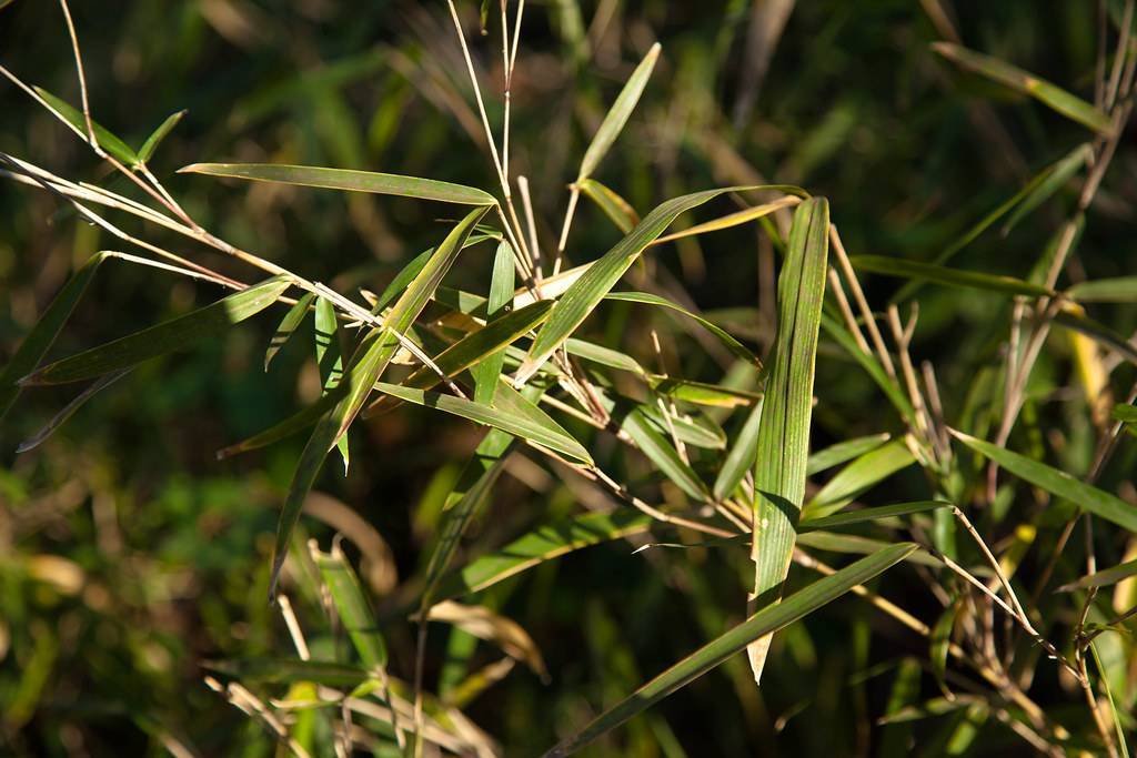 yellow-olive leaves with beige stems