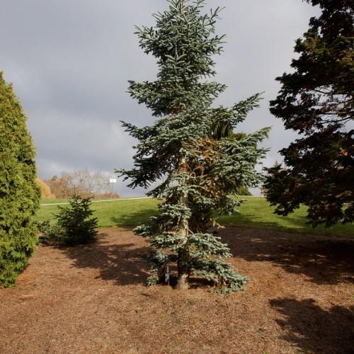 A tree with a brown trunk and many dark-green leaves on brown branches.