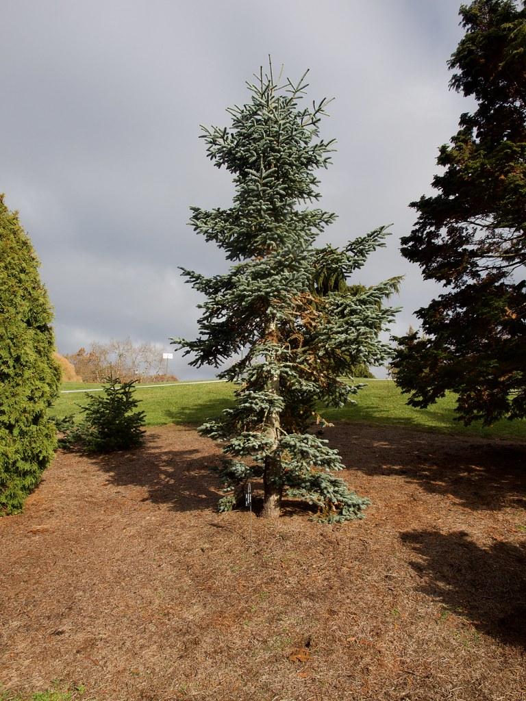 A tree with a brown trunk and many dark-green leaves on brown branches.